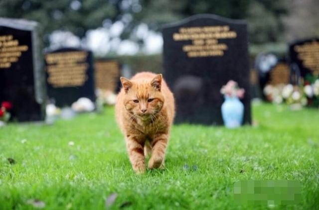 最暖心的猫咪! 为主人守墓数年, 直到去世!
