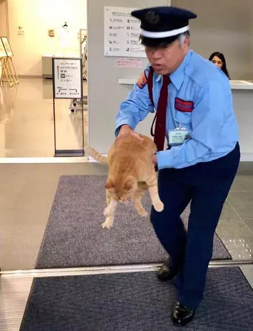 2017年这只黑猫来观展却被赶了出来, 今年它竟又带了只橘猫!