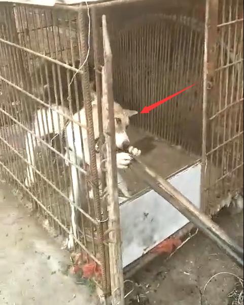 又到吃狗肉的季节了, 这样的手法你看的下去?