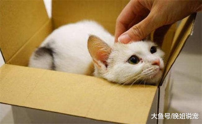 关于猫咪的6件事, 只有养猫3年以上的才知道, 你养猫几年了?