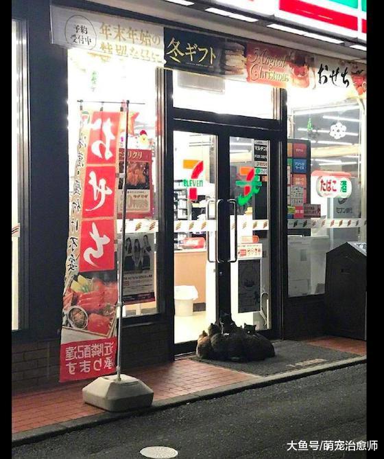 便利店门口聚集了一群猫咪, 像是预谋着大计划, 猫: 打劫小鱼干!