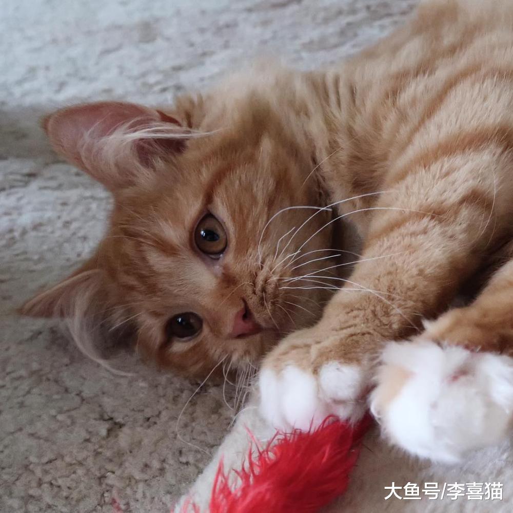 逗猫棒用完以后一定要收纳起来, 避免猫咪发生误食要防患于未然