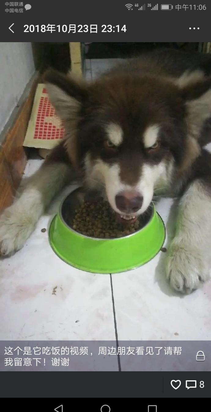 男友不牵绳弄丢雪橇犬, 狗主花5000重金寻狗, 找不到狗男友不要了