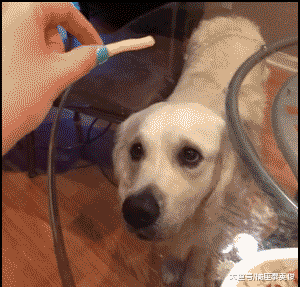 走过最长的路, 就是铲屎官的套路, 可怜, 弱小又无助!