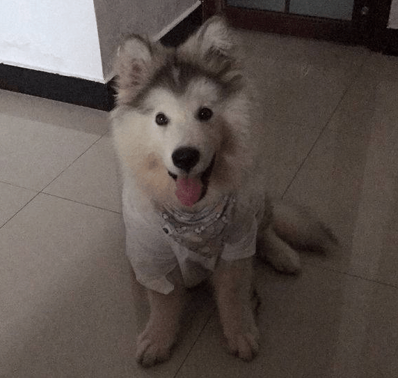 阿拉斯加闯祸后不只会卖蠢萌, 还收小弟给他背黑锅