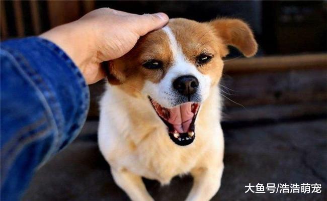 狗狗为什么会出现泪痕? 原因有5个, 跟饮食有关系