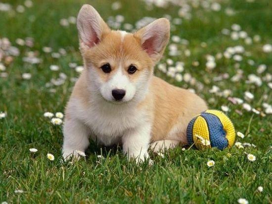 商家不会告诉你柯基犬纯不纯, 关键看这5点, 别被骗了!