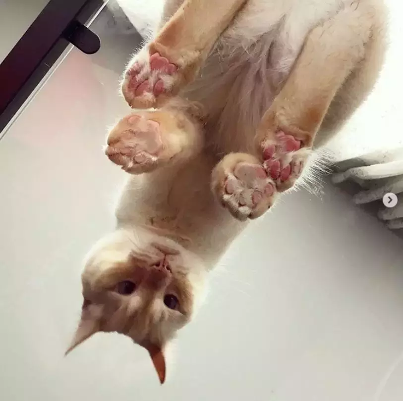 坐在玻璃上的猫咪们, 看完心情都好了