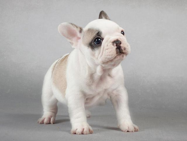 遛狗的“6大禁忌”, 别不在意, 否则你会跟狗狗说永别!