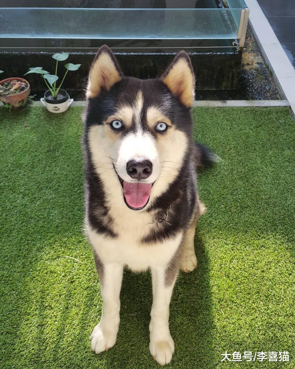 跟狗狗玩玩捉迷藏既能促进感情又能开发汪星人智力, 何乐而不为!