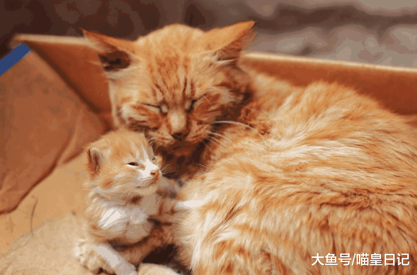 小猫被主人送走, 猫妈妈是什么反应? 猫妈妈: 我的内心毫无波动