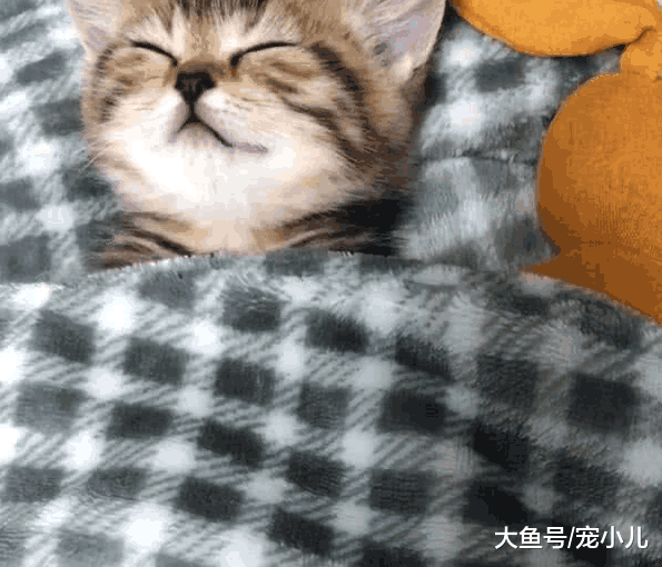 女友照顾猫咪, 睡觉都要给盖被子, 主人掀开后笑喷: 宝宝都没它皮