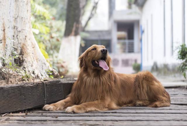 养这几种狗狗的人, 基本上就能确定你是什么性格的人, 你被暴露了