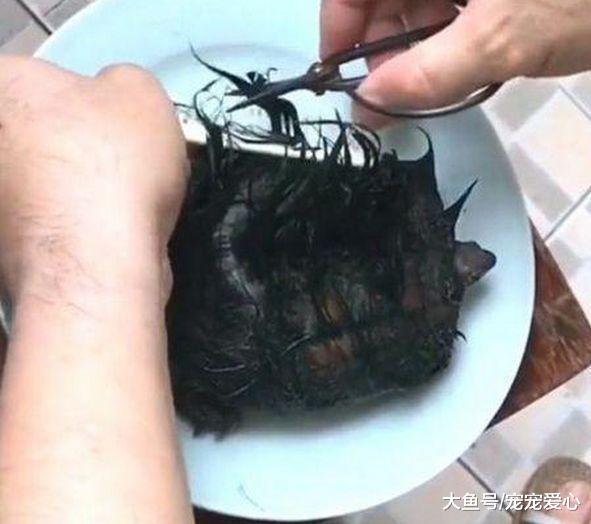 男子捡到一只乌龟, 浑身长着黑毛, 剪掉后男子气的扇自己耳光
