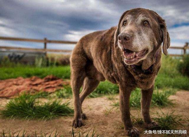 拉布拉多“衰老”的5大症状, 你家狗狗出现了, 就多陪陪它吧!