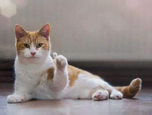 黑猫强撩白猫按在地上狂舔毛, 白猫一脸厌世: 你永远得不到我的心