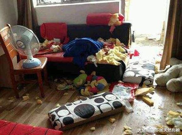 饲养金毛犬要知道的5件事, 如果接受不了, 还是别养的好!