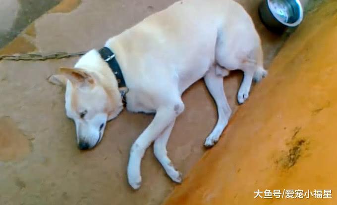 家中土狗躺在地上“打太极”, 主人凑近一看发现的另有隐情!