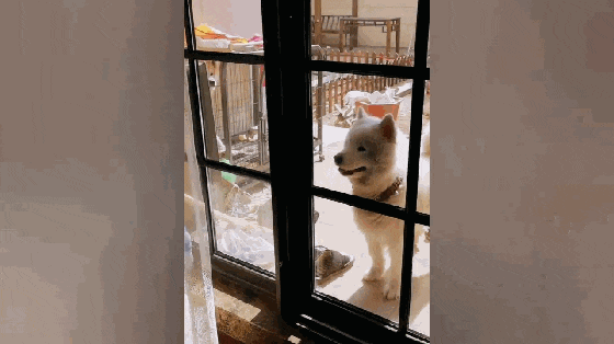 聪明萨摩口渴自己接水喝, 还会拧开水龙头, 网友: 这狗不纯……