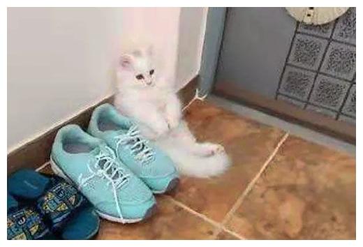 自从主人开始养猫, 每次出门都很痛苦: 我家宝贝, 太粘人了!
