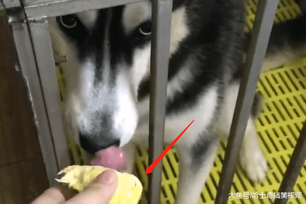 网友拿榴莲给二哈闻, 结果却被它一口吞了, 二哈: 就爱这味道