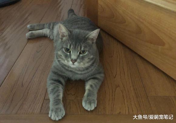 陪伴三年的狸花猫突然间病危, 两天后就去世了, 主人为此自责不已