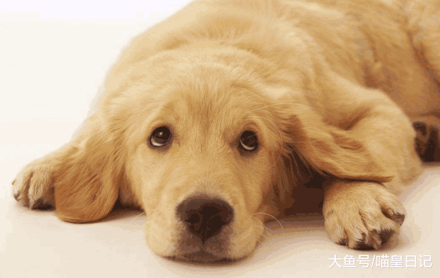 猫养久了之后越来越喜欢温柔的狗狗了, 盘点最温柔的五种狗狗!