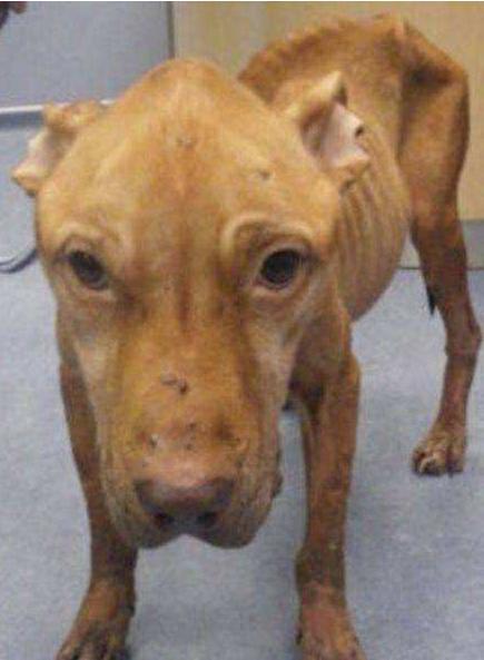 狗狗偏瘦的5大原因, 作为铲屎官, 我们要了解!