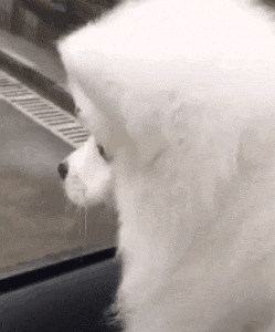 扔垃圾竟导致狗狗被割喉? 随手一个动作也许能挽救一条生命, 你愿意做吗?