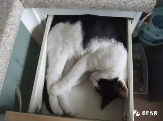 猫窝, 是对喵星人灵魂的侮辱