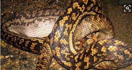 被蟒蛇吞了一半还能活下来吗? 这只狗狗告诉你什么叫做命大!