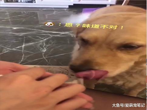 为了让金毛乖乖的吃药, 拿小馒头以真乱假, 网友: 演技也是满拼的