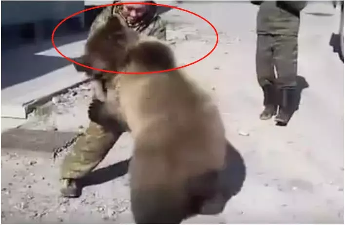 棕熊闯进训练场, 把士兵们都“激动”坏了, 熊: 你们都是魔鬼吗?