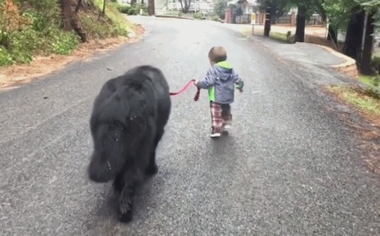 国外父母让刚会走的宝宝出门遛狗, 一看狗网友怒了: 父母长点心吧