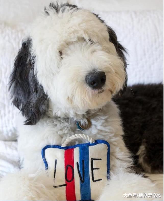 美国一古牧犬神似“史努比”爆红, 毛色一模一样, 网友: 人不如狗啊!