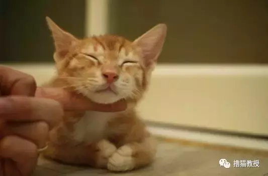 养一只橘猫有多惊喜? 网友捡了一只回家后就完全懂了