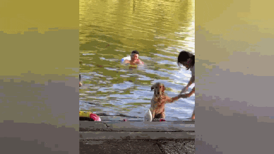 主人带金毛河边洗澡, 露天洗, 狗子还知道伸腿低头……