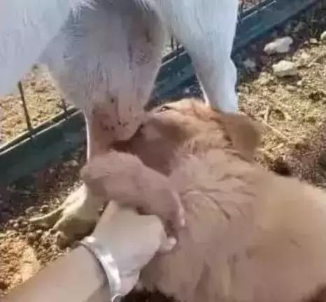 小金毛没断奶, 看到母山羊就扑了上去, 传说中的有奶就是娘?