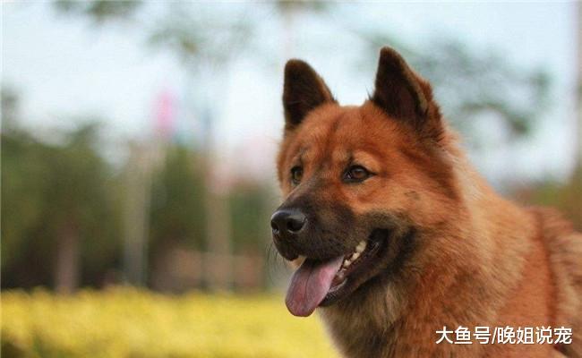 养狗之前要先了解它的5个麻烦, 看完再做决定比较好