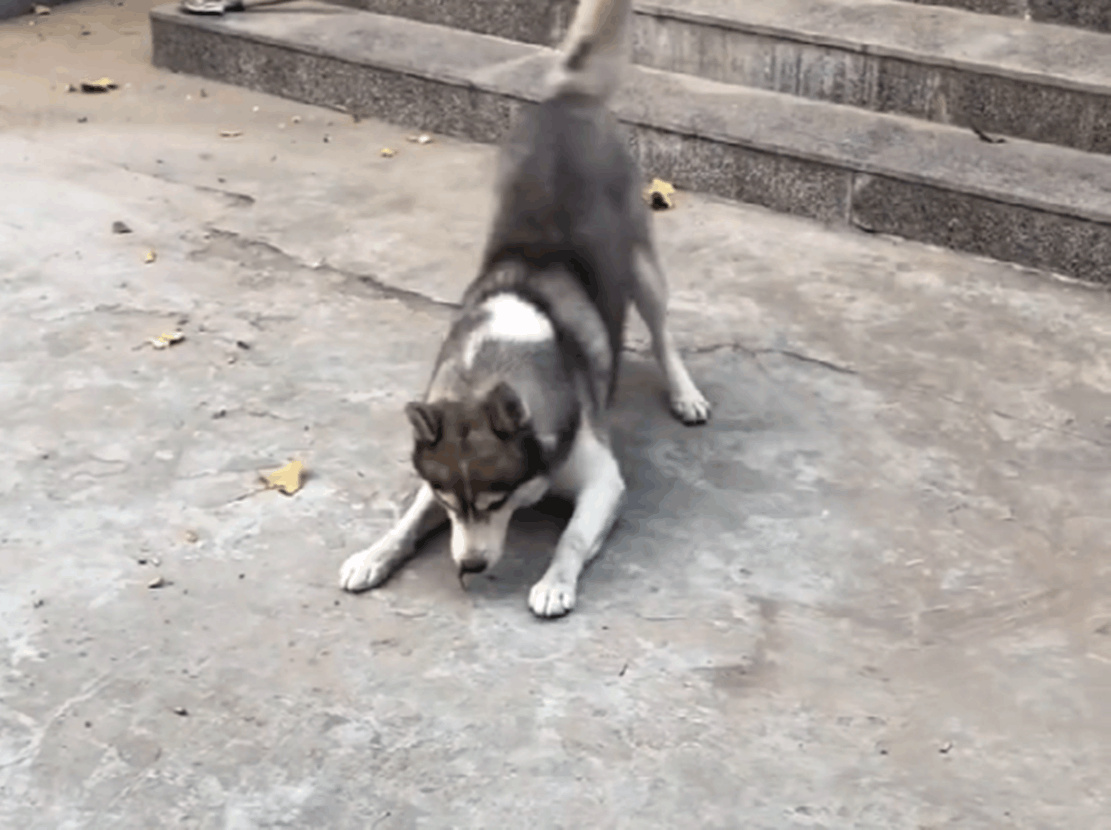 哈士奇偷红薯, 叼到一个撒腿就跑, 网友: 神偷二哈……