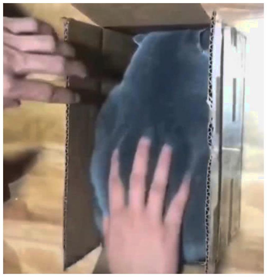 猫咪“钻研”快递箱, 它打开了一片新世界: 和我体型100%匹配