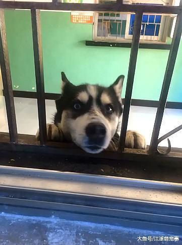 哈士奇每天去医院视察, 这尽职的态度也是服气了!