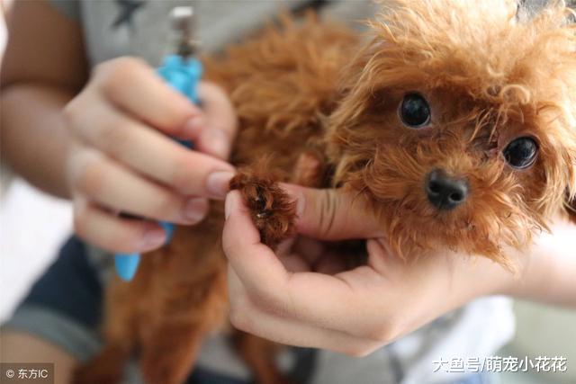 狗狗疫苗怎么打?