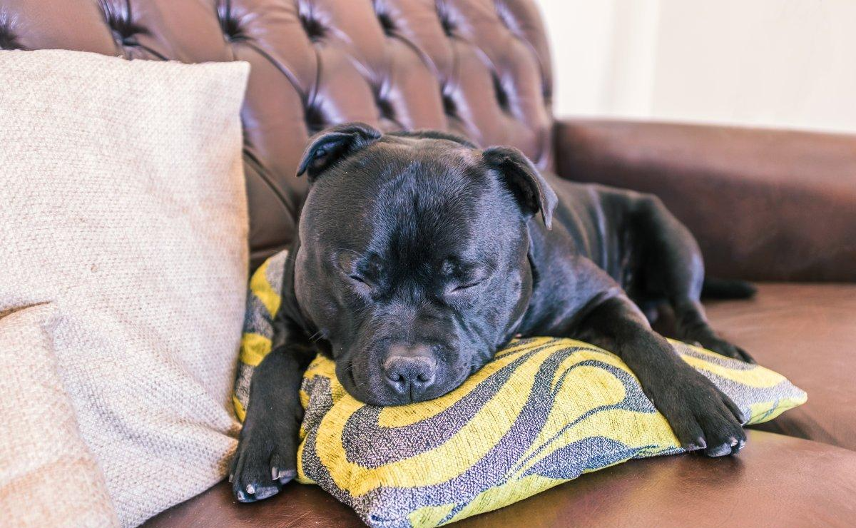 你家狗都在哪睡觉? 这几种狗狗不同的睡觉位置, 你家狗中了吗?