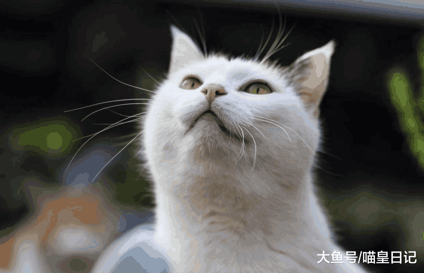 资深铲屎官教你三个省钱方法, 省下来的钱能让喵星人过更好的生活