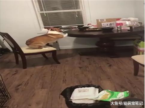 柯基趁主人不在偷吃美食, 却不幸摔了下来, 网友: 腿到用时方恨短