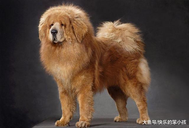 十只藏獒能够打过一头雄狮吗? 结果难说!
