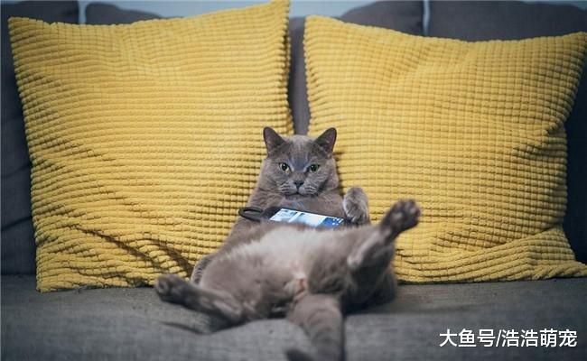 养猫后才会懂得下面五件事, 宠主: 猫咪原来是这么“逗比”的