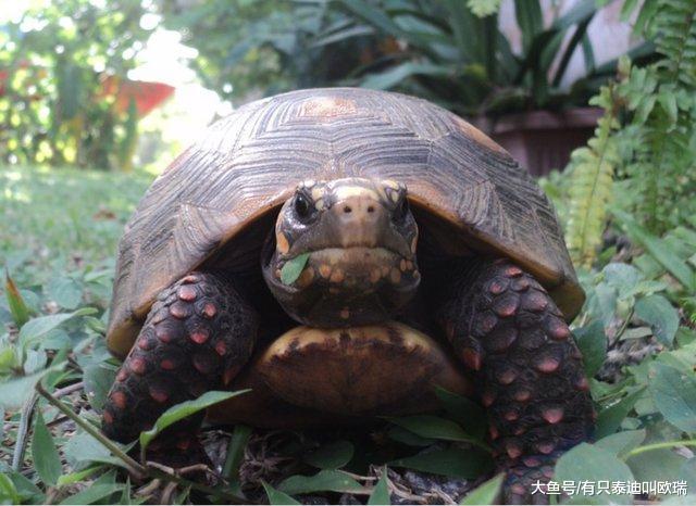 宠物龟自己偷溜出去跑趴不回家, 后来发现它出去找妹妹开趴没带他