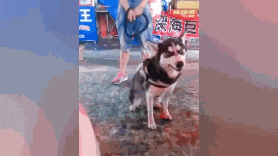 哈士奇乡下捉鸡, 叼到鸡毛就跑路, 二哈: 天冷了拔点鸡毛铺床……